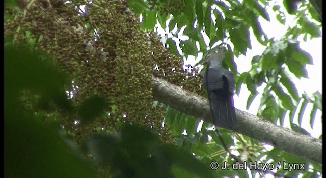 Crested Cuckoo-Dove - ML201363071
