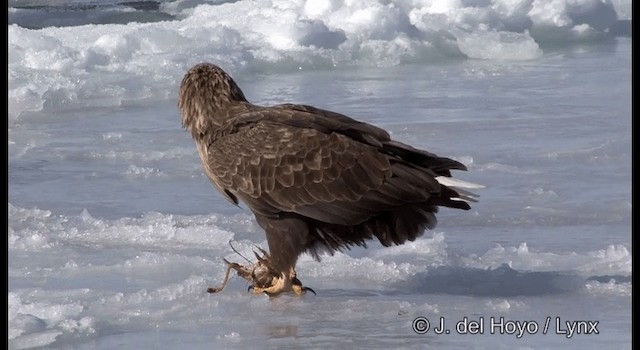 White-tailed Eagle - ML201363091