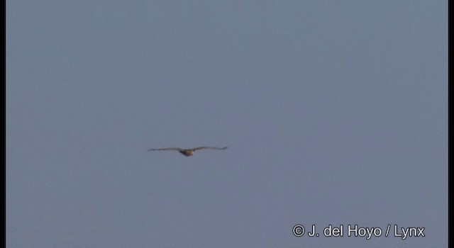 White-tailed Eagle - ML201363151
