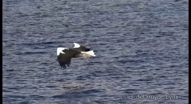 Steller's Sea-Eagle - ML201363181
