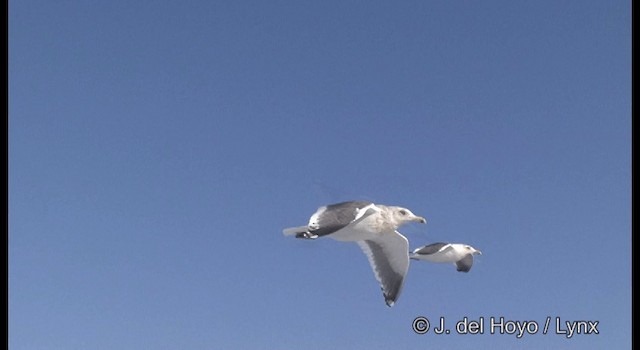 Тихоокеанская чайка - ML201363451