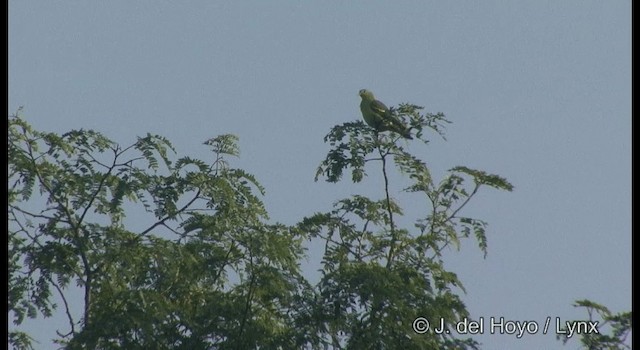 Серолобый зелёный голубь - ML201363691