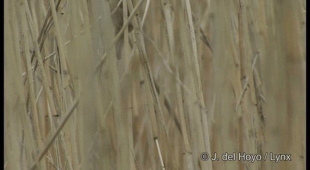 Black-browed Reed Warbler - ML201363831