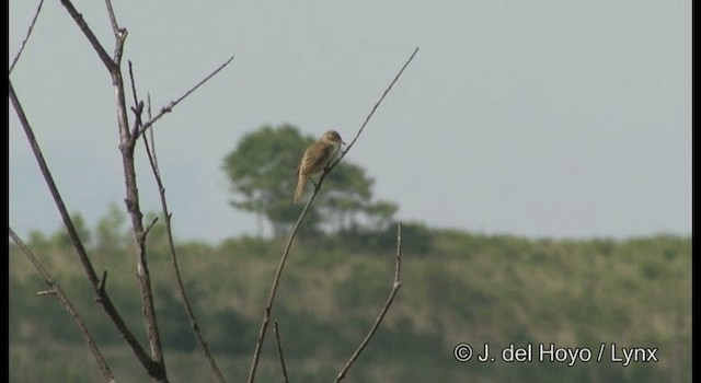 Oriental Reed Warbler - ML201363871