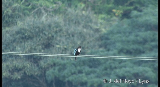 White-throated Kingfisher - ML201364331