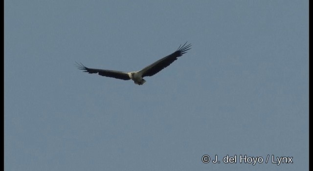 Weißbauch-Seeadler - ML201364341