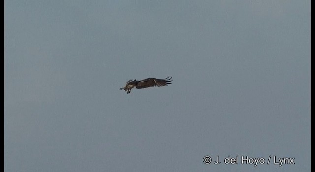 Osprey (haliaetus) - ML201364361