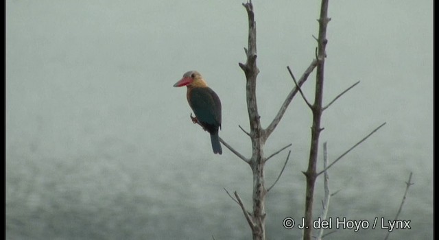 Stork-billed Kingfisher - ML201364391