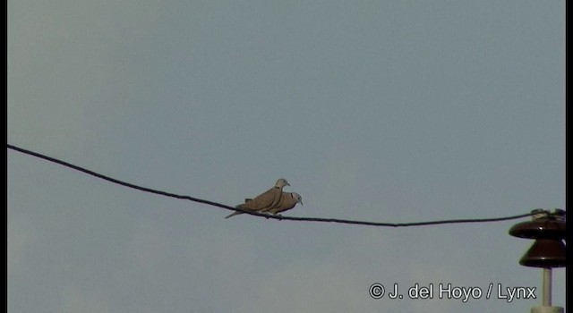 Red Collared-Dove - ML201364431