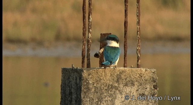 Collared Kingfisher (Oriental) - ML201364451