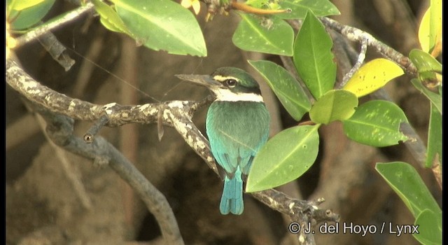 Collared Kingfisher (Oriental) - ML201364461