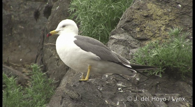 Black-tailed Gull - ML201364551