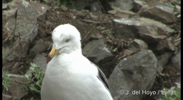 Black-tailed Gull - ML201364561