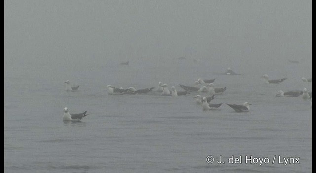 Black-tailed Gull - ML201364571