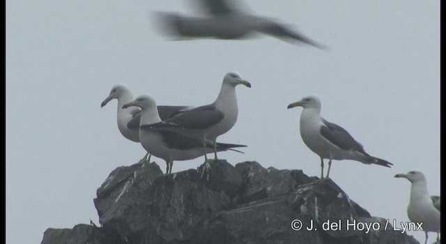 Black-tailed Gull - ML201364581