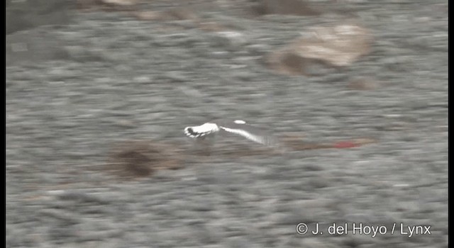 Black-tailed Gull - ML201364591