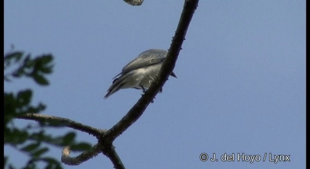 花翅山椒鳥(nipalensis群) - ML201364641
