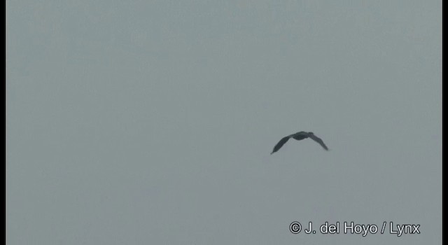 Japanese Cormorant - ML201364721