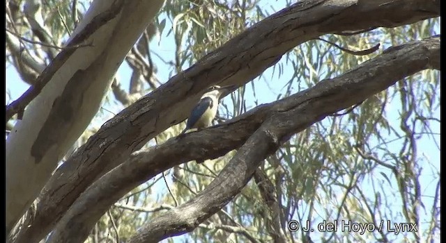Sacred Kingfisher (Australasian) - ML201364951