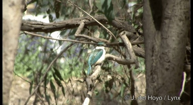 Sacred Kingfisher (Australasian) - ML201364961