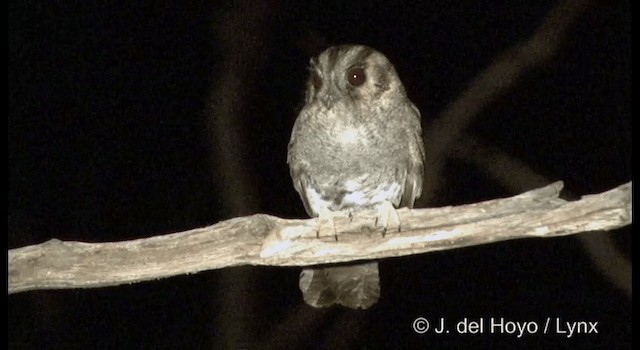 Australian Owlet-nightjar - ML201365021
