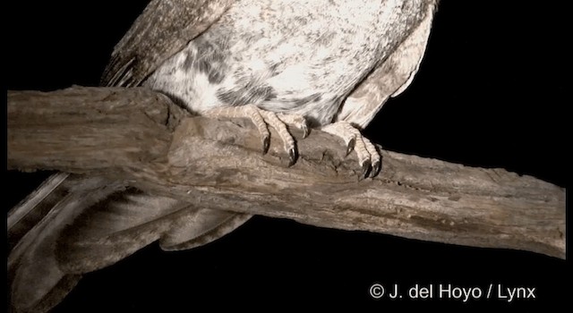 Australian Owlet-nightjar - ML201365031