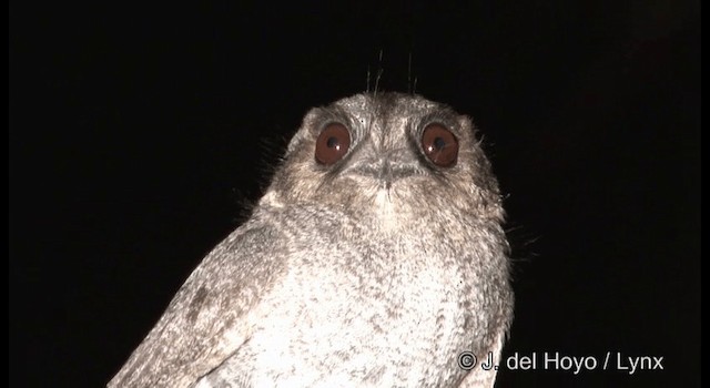 Australian Owlet-nightjar - ML201365041