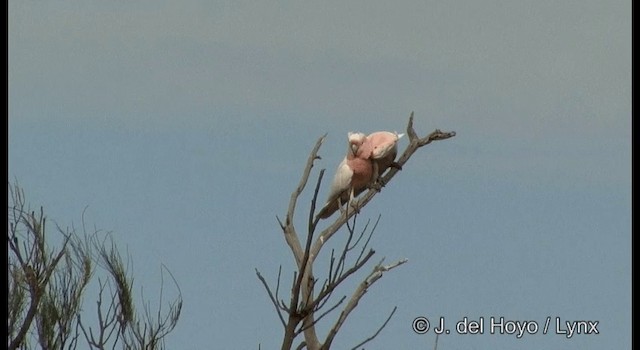 Pink Cockatoo - ML201365131