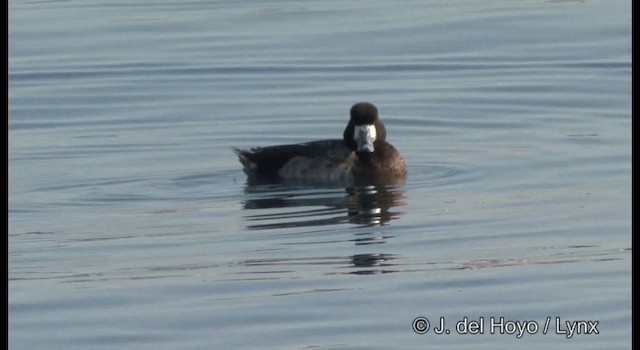 Greater Scaup - ML201365311