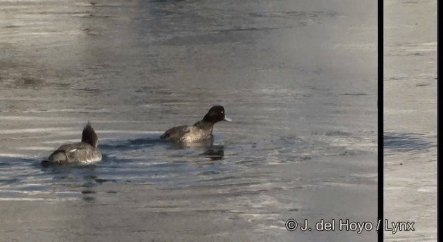Greater Scaup - ML201365331