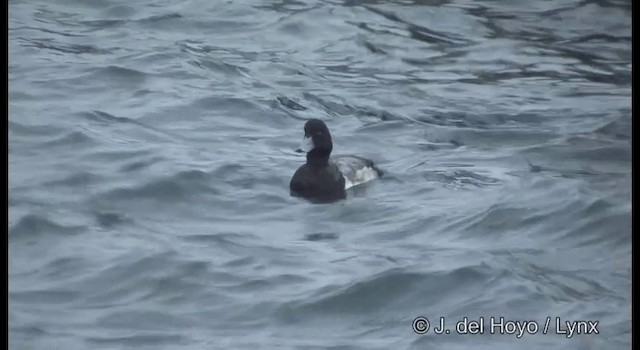 Greater Scaup - ML201365341