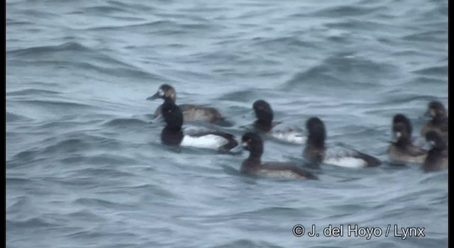 Greater Scaup - ML201365351
