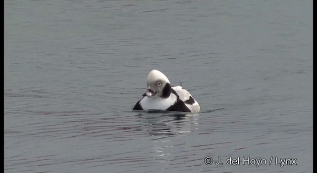 Long-tailed Duck - ML201365361