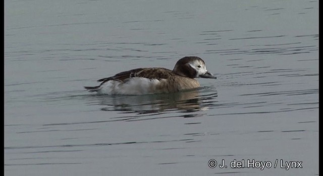 Long-tailed Duck - ML201365371