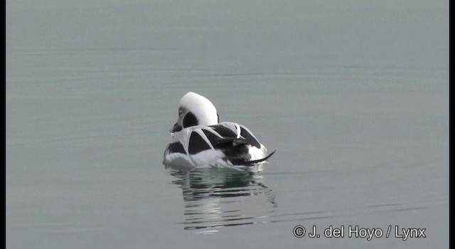 Long-tailed Duck - ML201365381