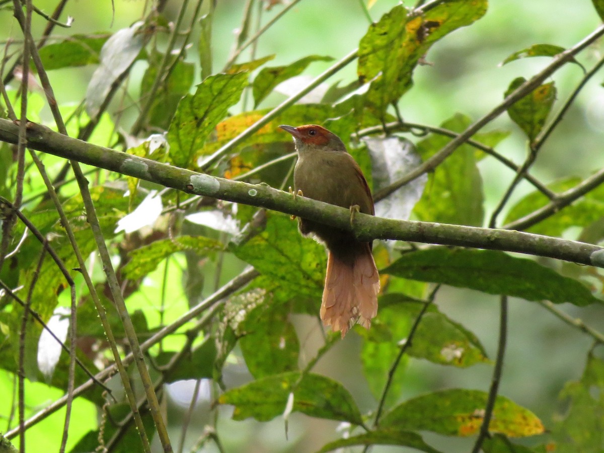 Red-faced Spinetail - ML20136561