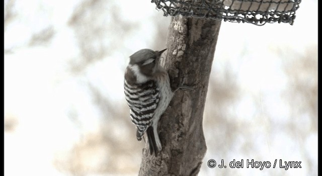 Japanese Pygmy Woodpecker - ML201365651