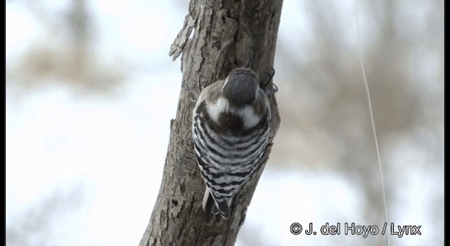 Japanese Pygmy Woodpecker - ML201365661