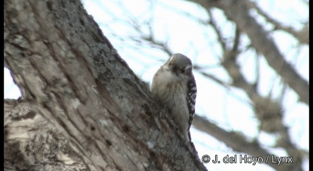 Japanese Pygmy Woodpecker - ML201365681