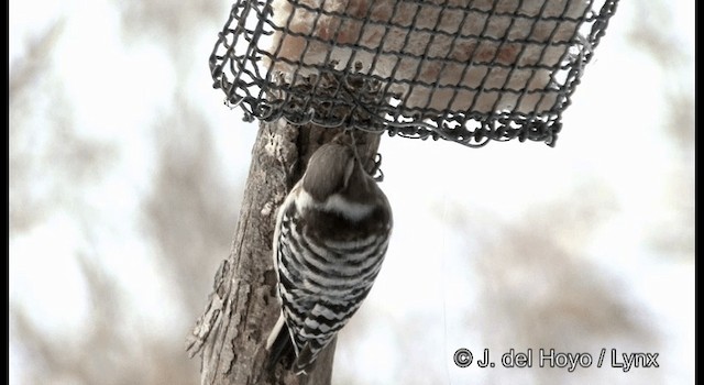 Japanese Pygmy Woodpecker - ML201365691