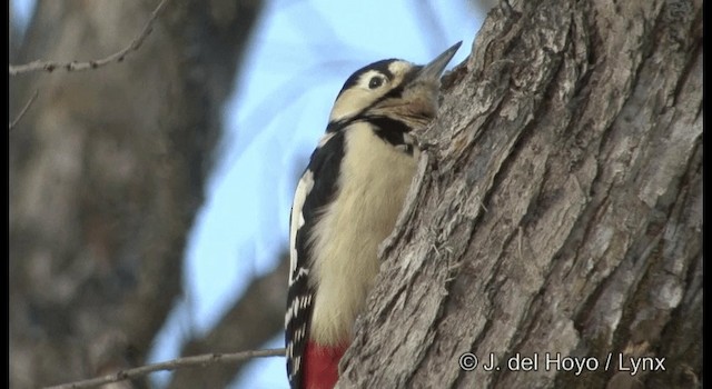 Great Spotted Woodpecker (japonicus) - ML201365711