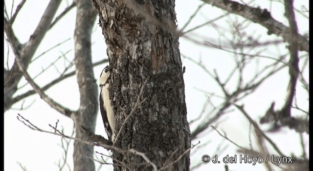 Great Spotted Woodpecker (japonicus) - ML201365741
