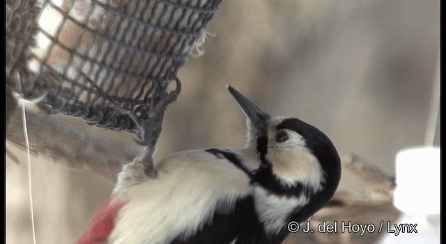 Great Spotted Woodpecker (japonicus) - ML201365751