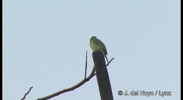 Golden-fronted Leafbird - ML201365991