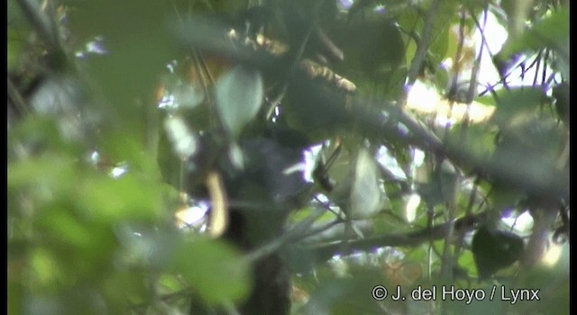 Urraca Negra (leucopterus) - ML201366151