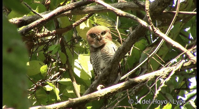 Jungle Owlet - ML201366251