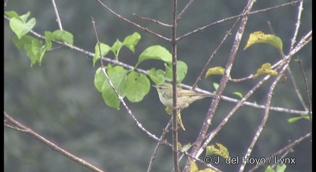Green Warbler - ML201366381