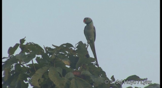 Malabar Yeşil Papağanı - ML201366391