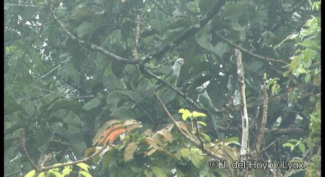 Малабарский кольчатый попугай - ML201366421