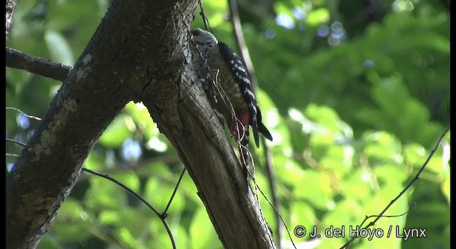 Freckle-breasted Woodpecker - ML201366501